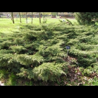 Juniperus Chinensis (fam Cupressacees) (USA) (01)